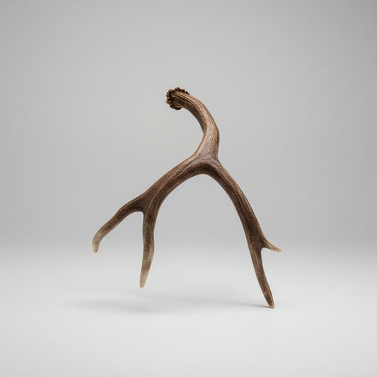 single mule deer antler on a gray background