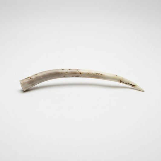 Deer antler hair pin with black strike on a gray background