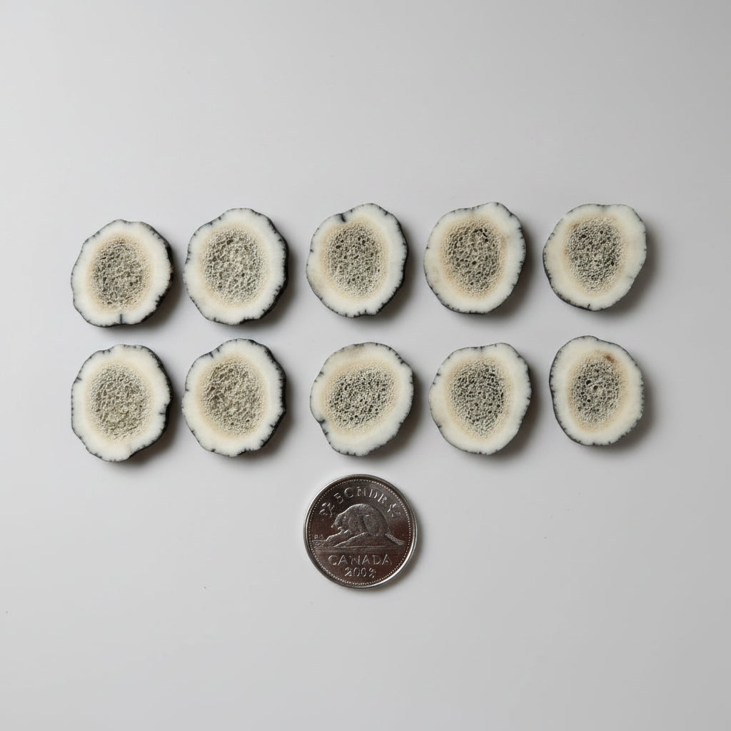 10 deer antler slices on  gray background