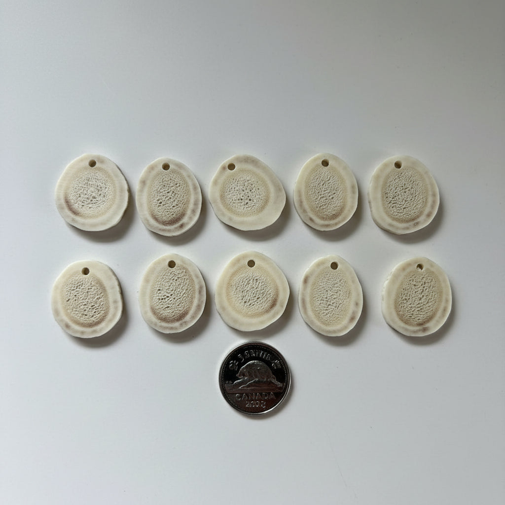 10 deer antler slices on a gray background
