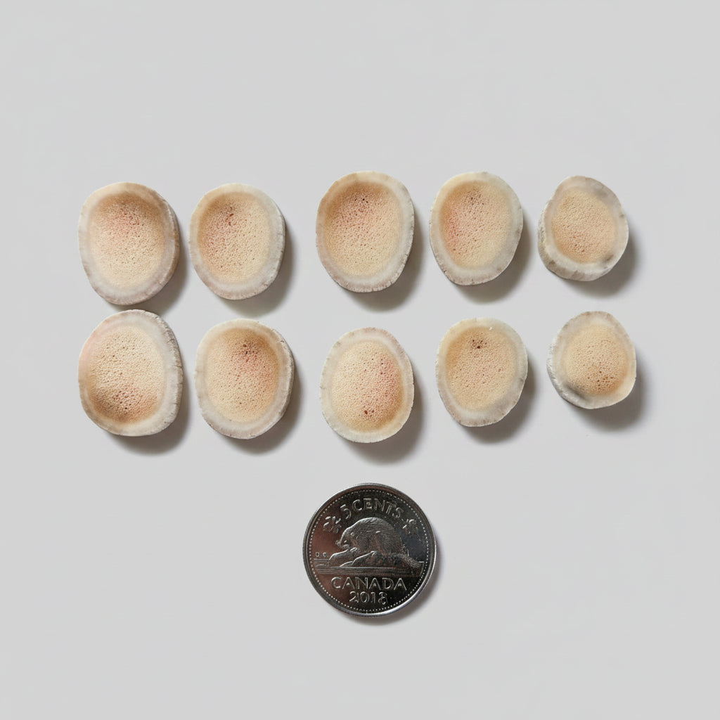 10 deer antler slice on a gray background