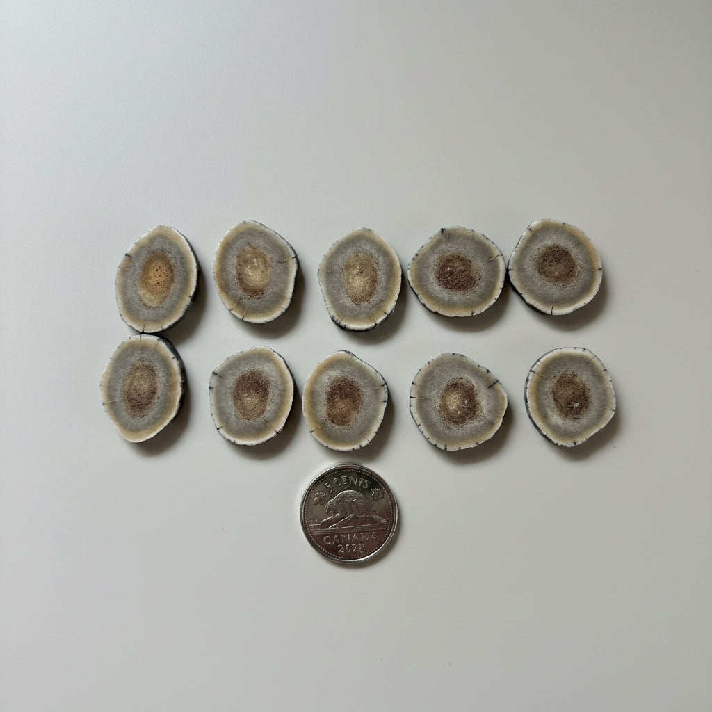 10 deer antler slice on a gray background
