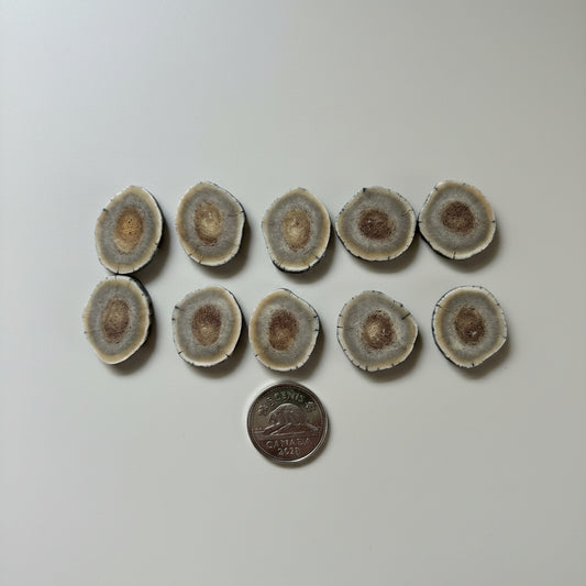10 deer antler slice on a gray background