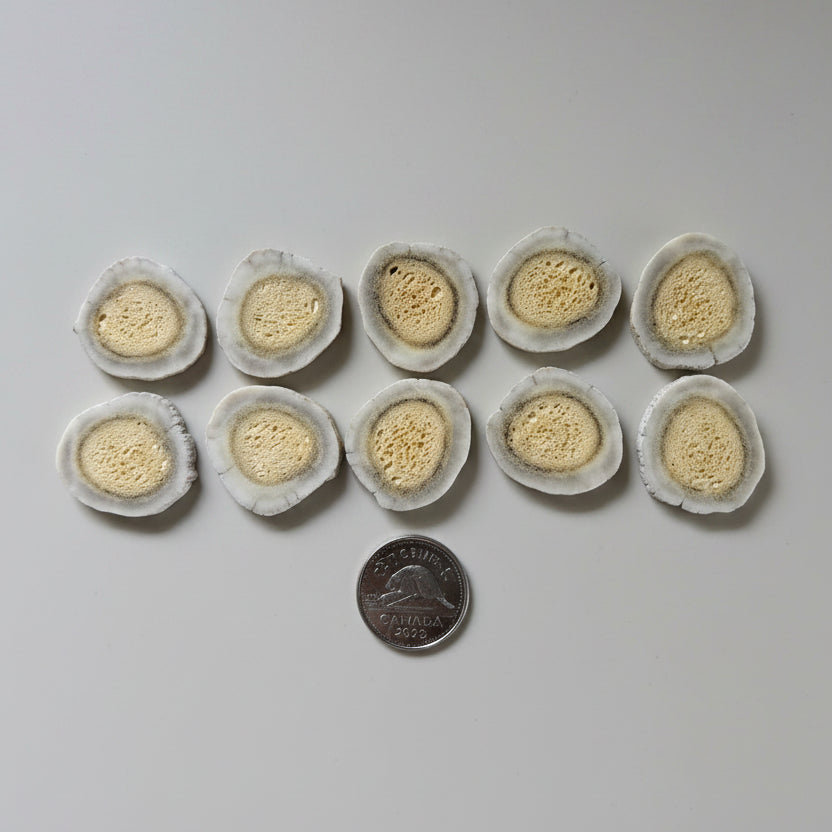 10 deer antler slices on a gray background