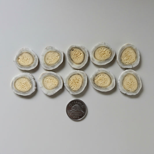 10 deer antler slices on a gray background