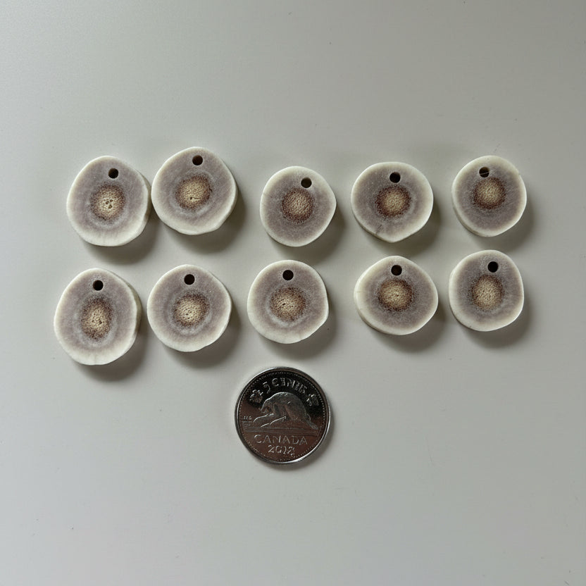 10 deer antler slices on a gray background