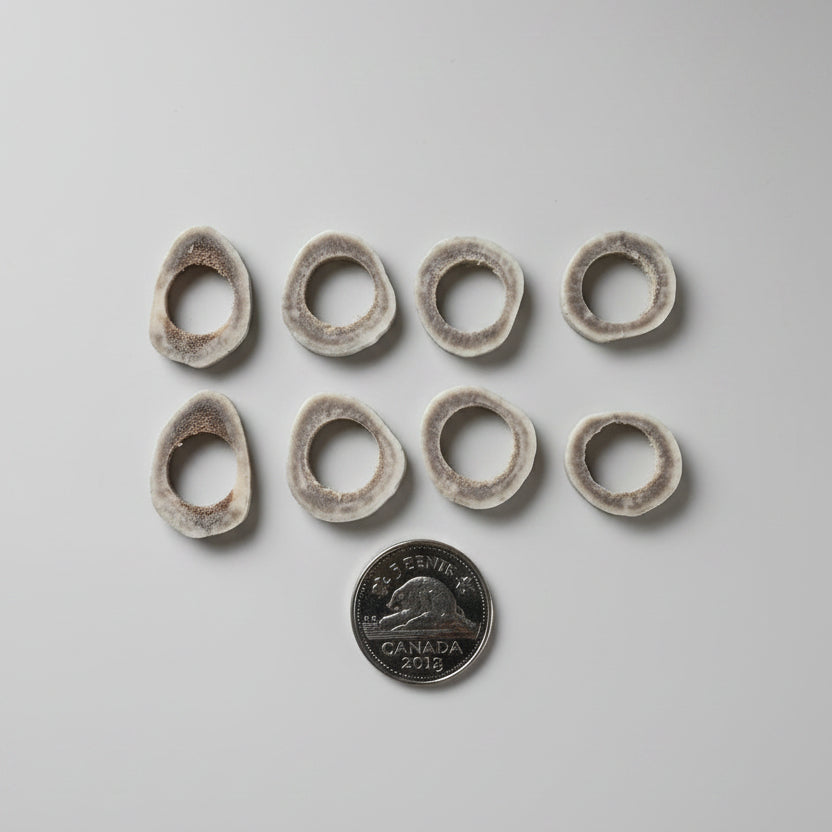 8 deer antler slice, with a hole on the middle on a gray background