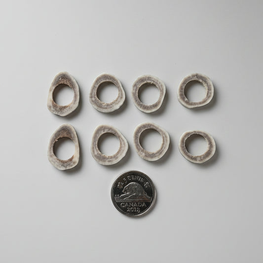 8 deer antler slice, with a hole on the middle on a gray background