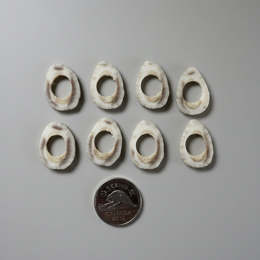 8 deer antler slice with a hole on the middle on a gray background