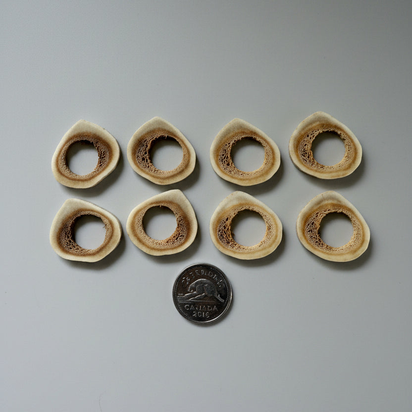 8 deer antler slice, with a hole on the middle on a gray background