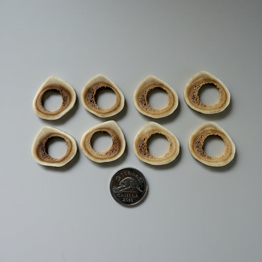 8 deer antler slice, with a hole on the middle on a gray background
