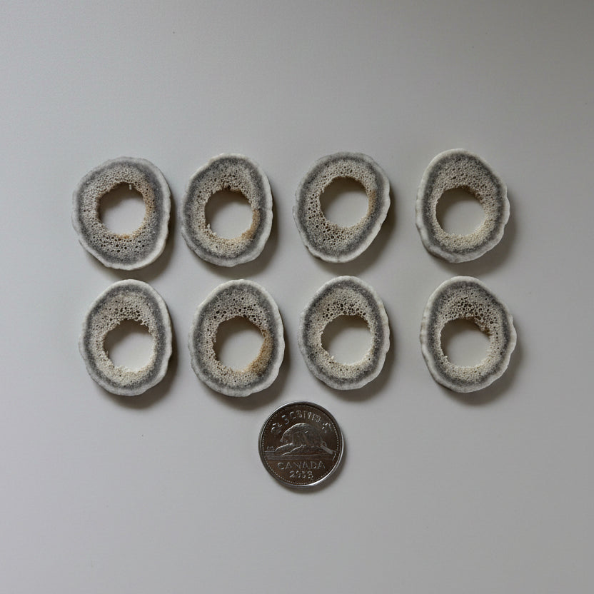 8 deer antler slice, with a hole on the middle on a gray background