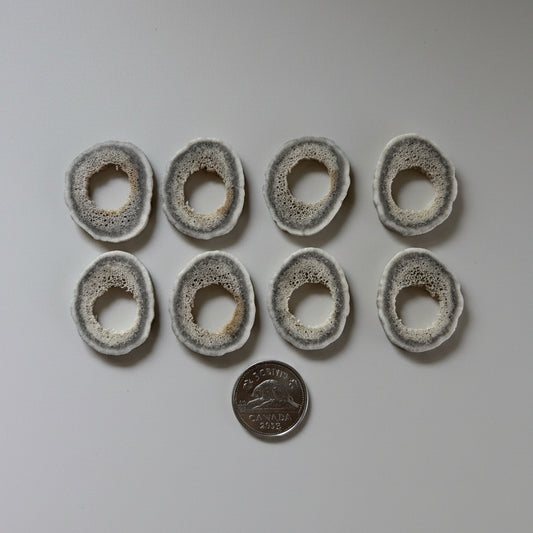 8 deer antler slice, with a hole on the middle on a gray background