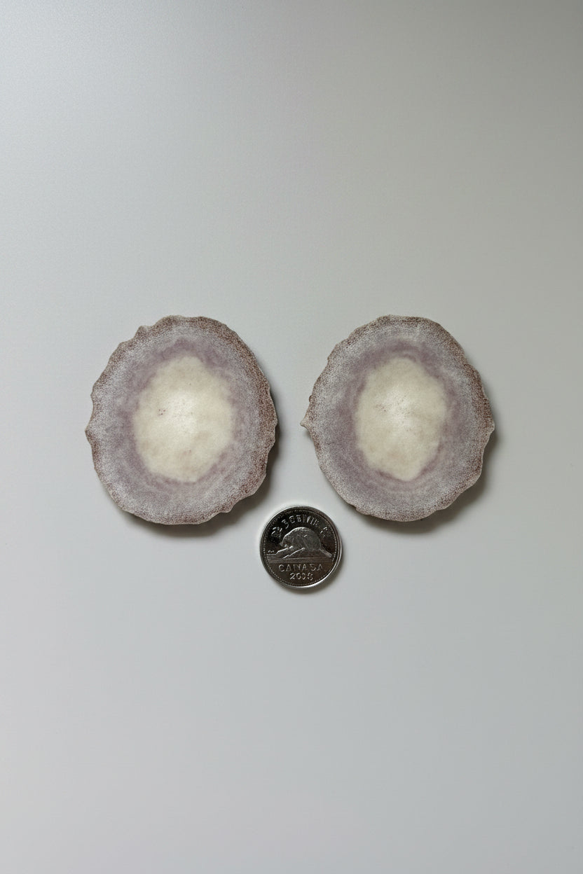 2 extra large antler slices on a gray background