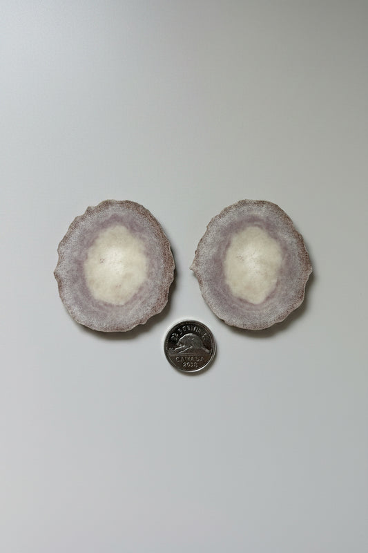 2 extra large antler slices on a gray background