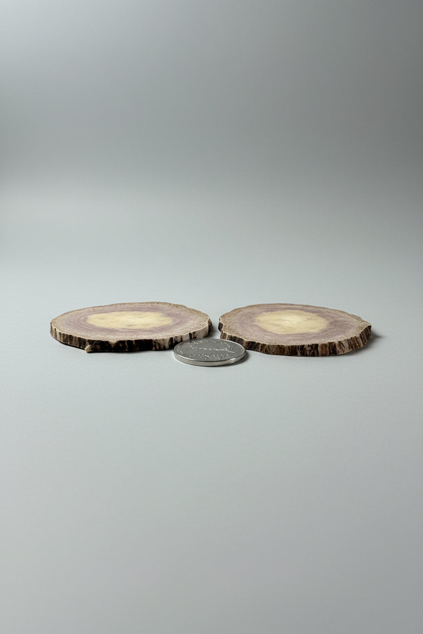side view of a 2 extra large antler slices on a gray background