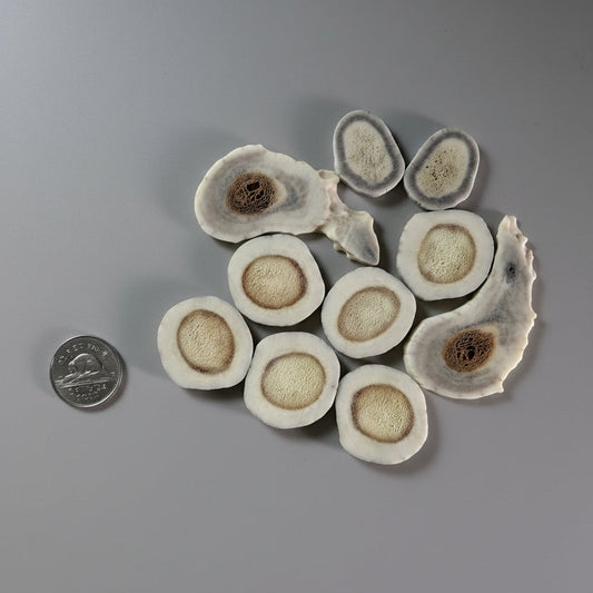 Deer antler slices on a gray background