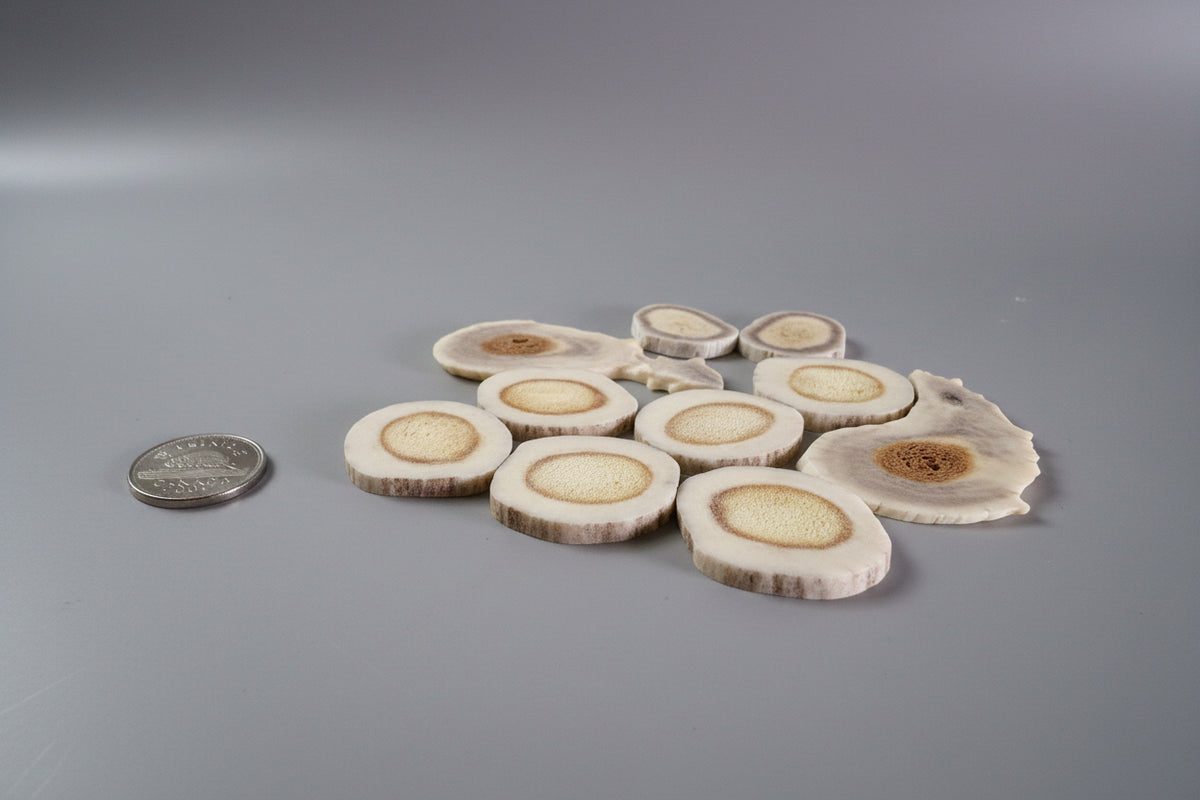 Side view of deer antler slices n a gray background