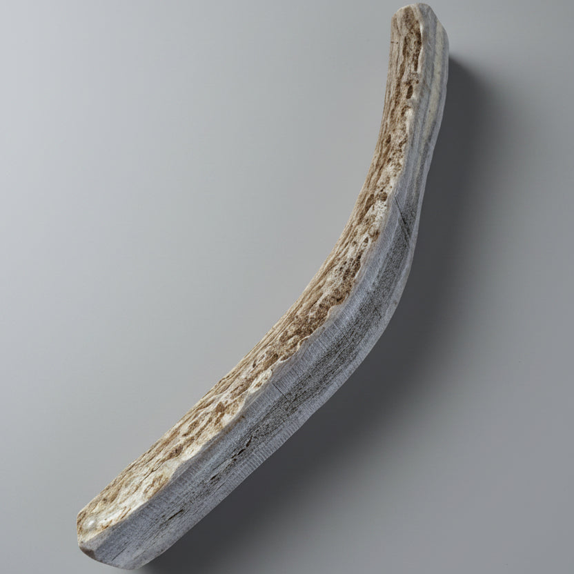 deer antler dog chew on a gray background