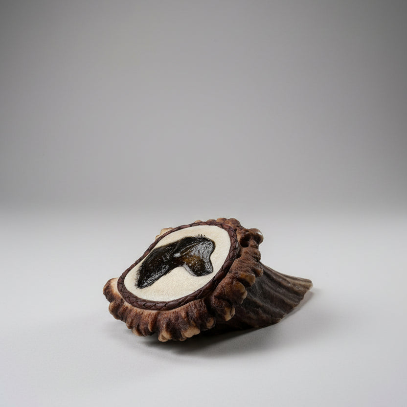 side view of the elk antler cornet with the dog head on a gray background