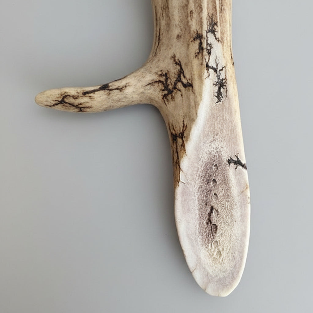 Closed up view of the Natural deer antler aroma diffuser piece with black strikes on a gray background