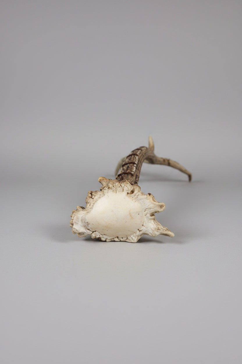 front view of the antler cribbage bord on a gray background