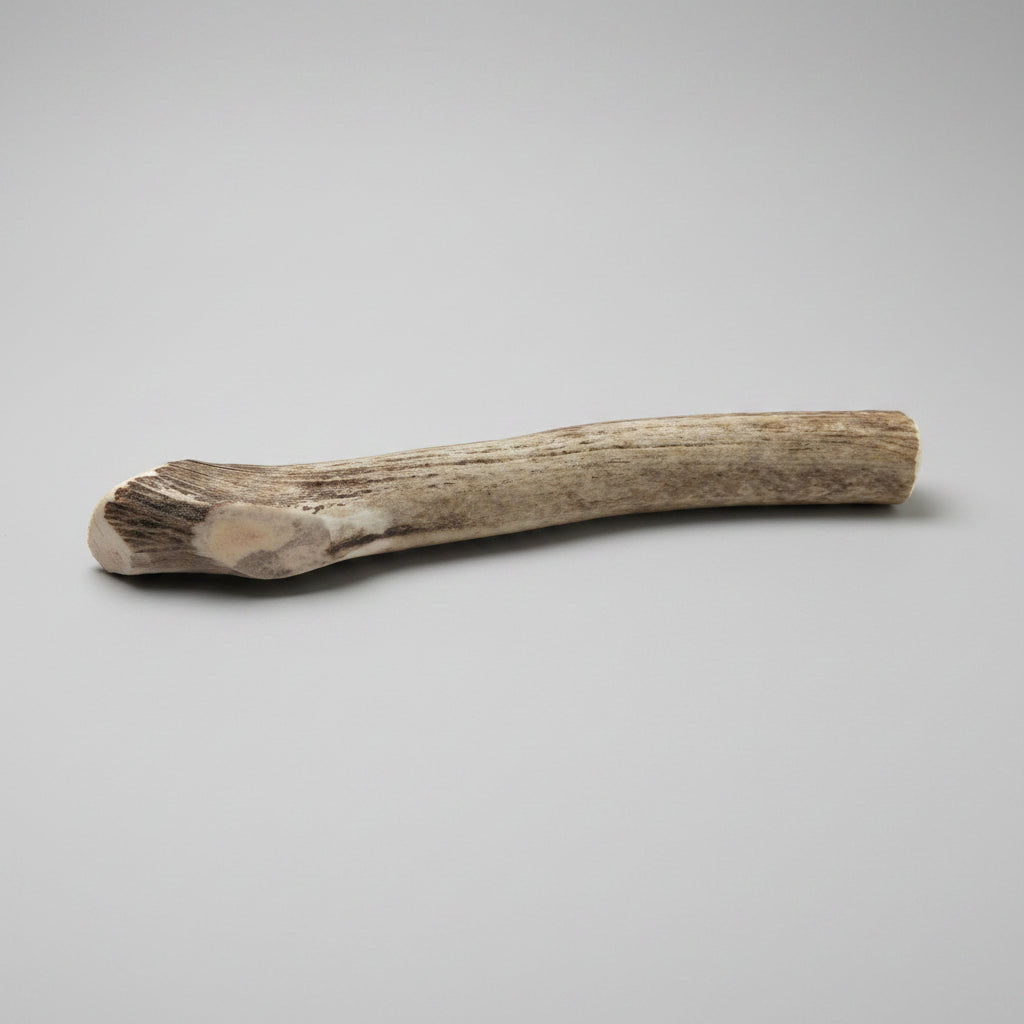 Elk antler dog chew on a gray background
