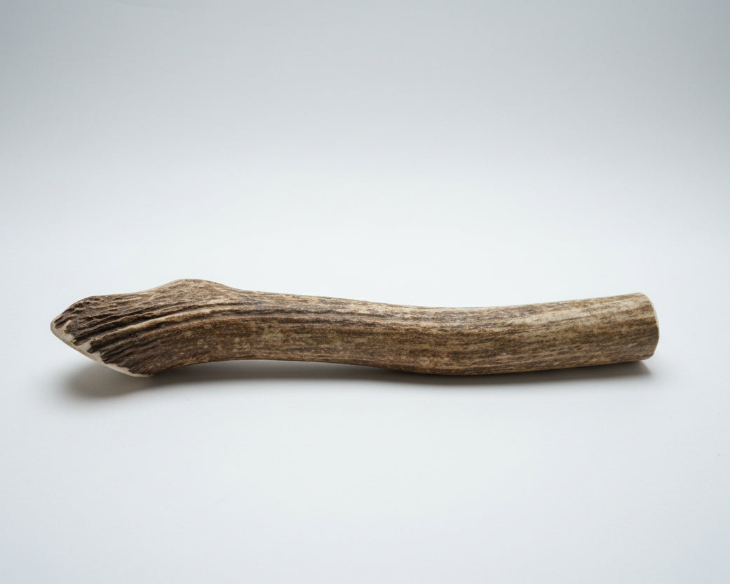 Other side of a elk antler dog chew