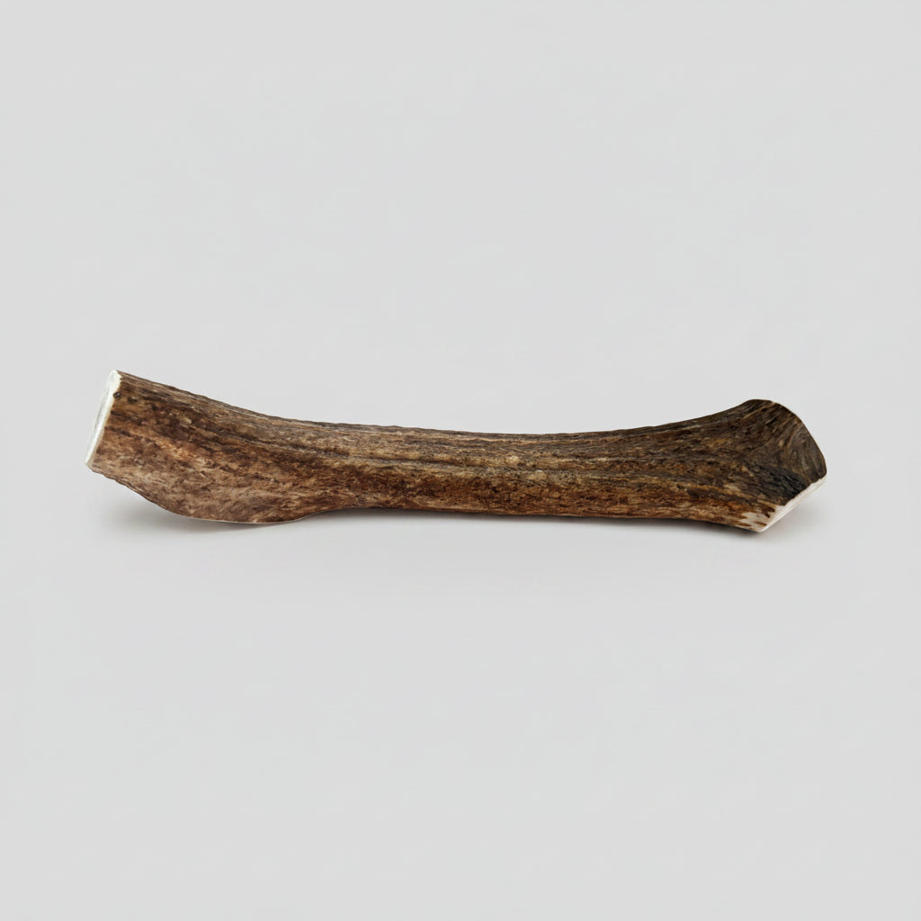 Elk antler dog hew on a gray background