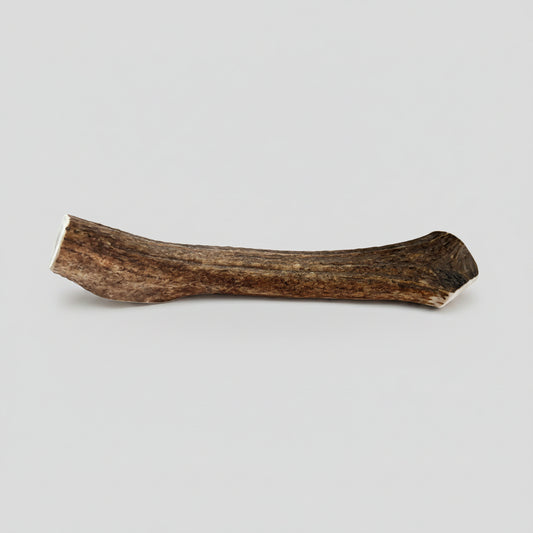 Elk antler dog hew on a gray background