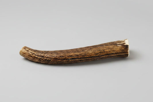Elk antler dog chew on a gray background