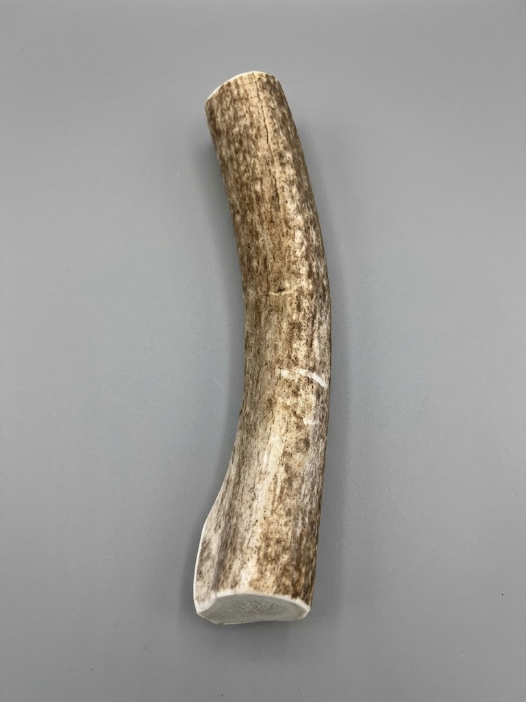 8 Inch Elk Antler Dog Chew Round - Natural Shed Elk Antler