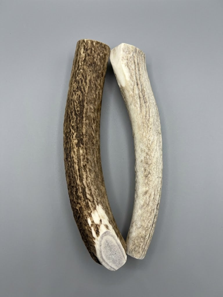 8 Inch Elk Antler Dog Chew Round Pack of 2 - Natural Shed Elk Antler