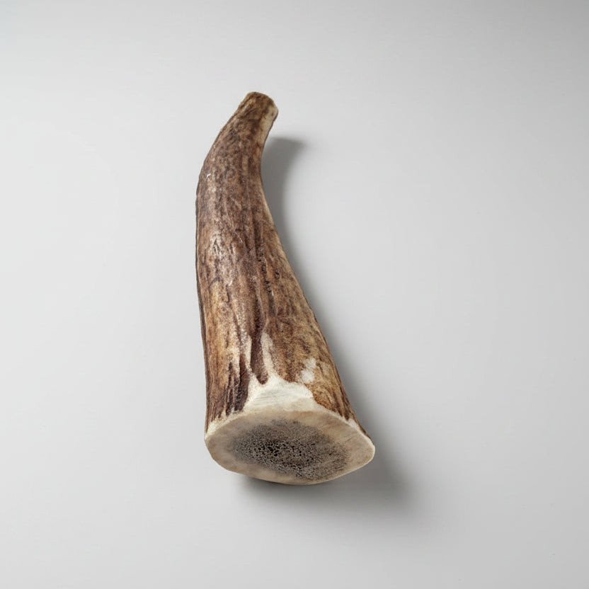 other side of elk antler dog chew on a gray background