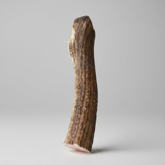Split elk antler dog chew on a gray background