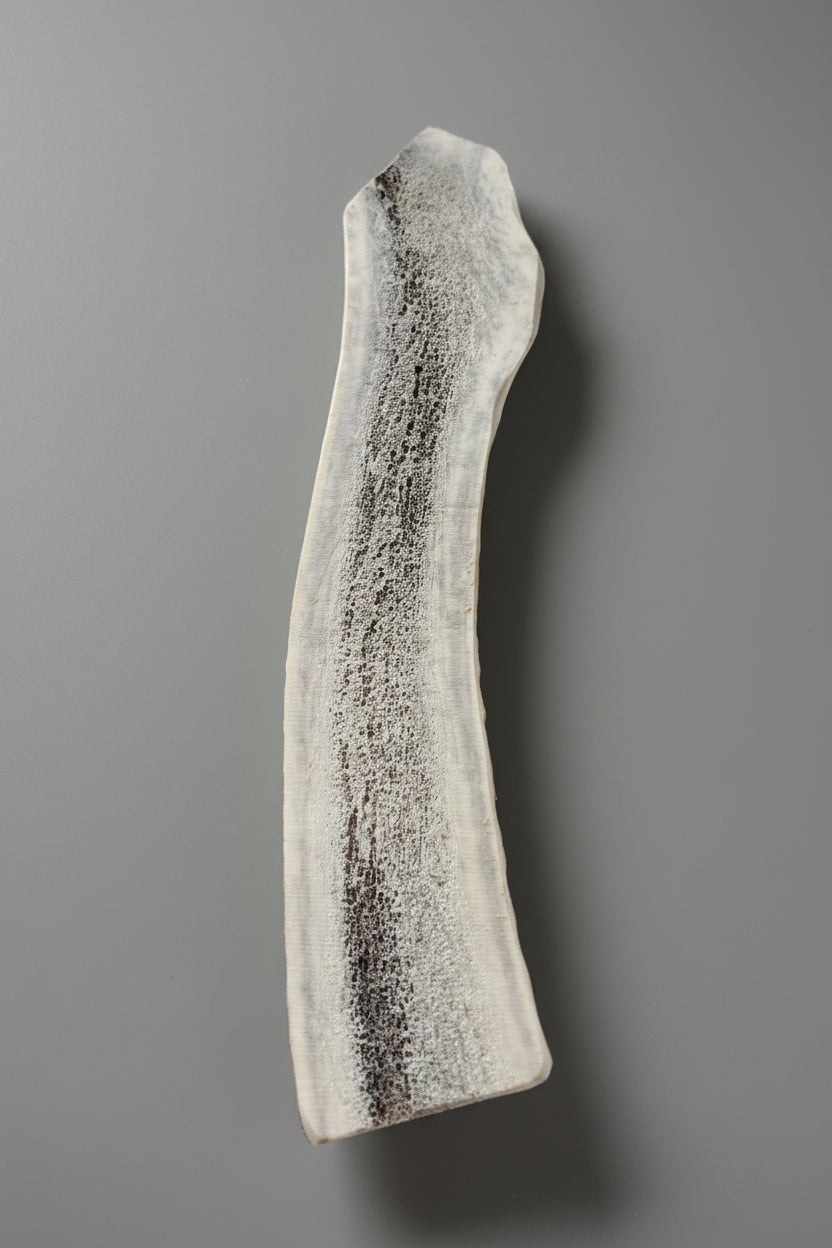 Other side of the split elk antler on a gray background