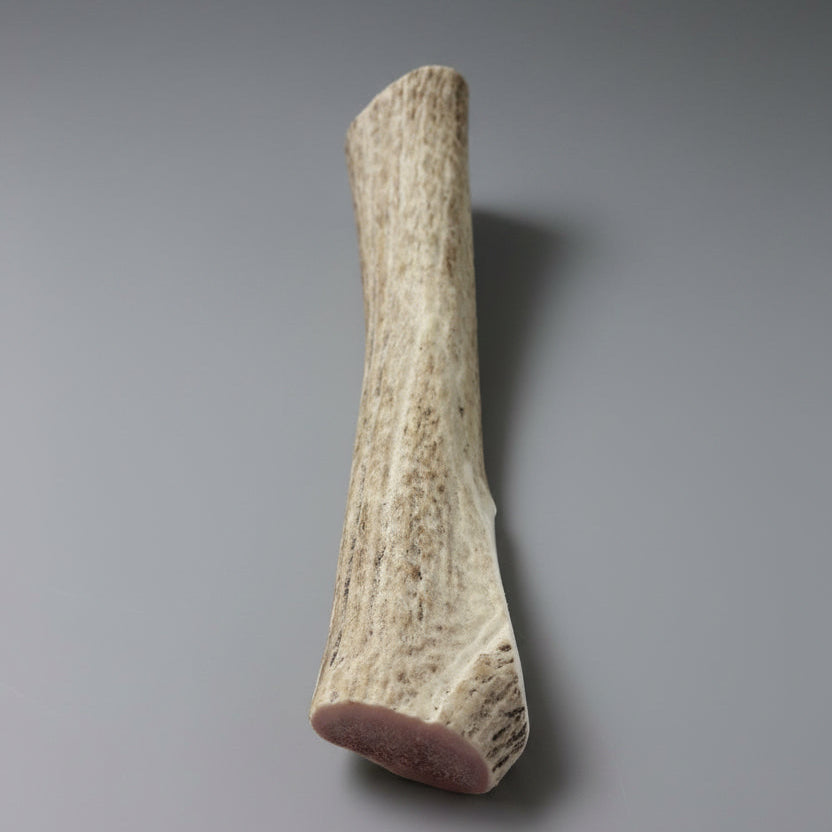 Split elk antler dog chew on a gray bakground