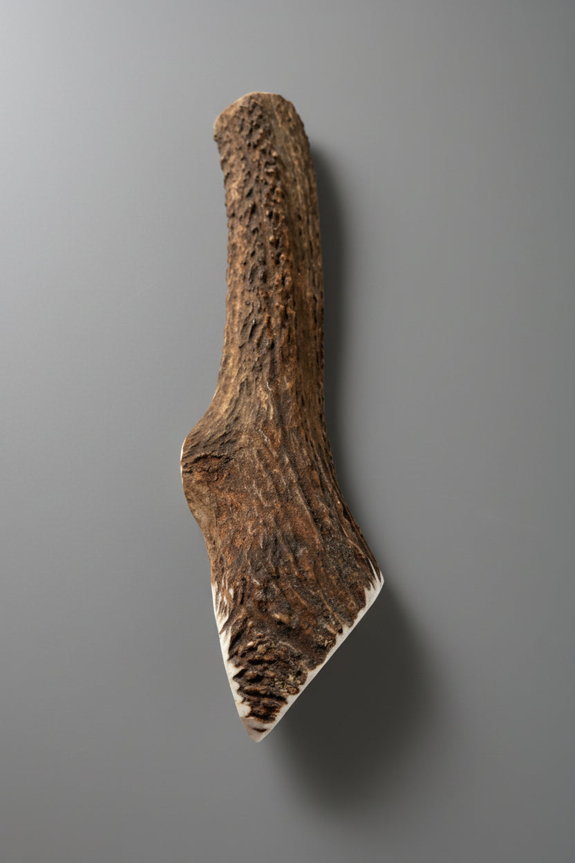 Split elk antler dog chew on a gray background