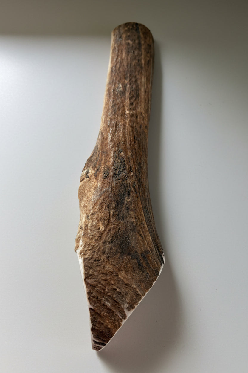 Split elk antler dog chew on a gray background