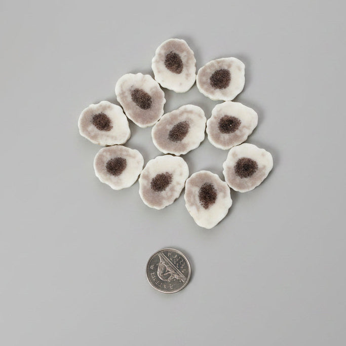 Elk antler slices on a gray background