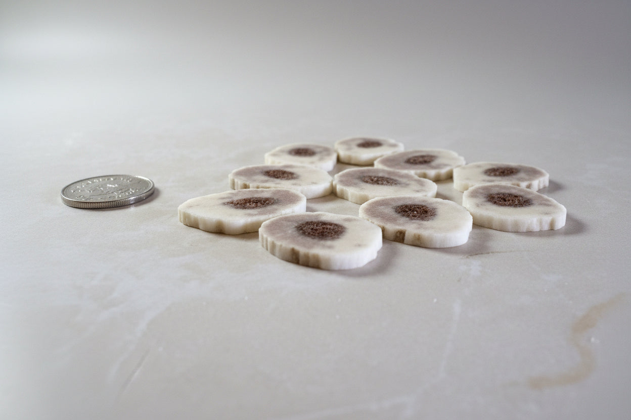 side view of elk antler slices on a gray background