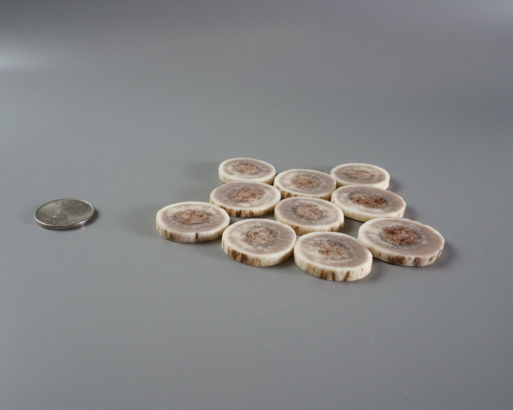Side view of elk antler slices on a gray background