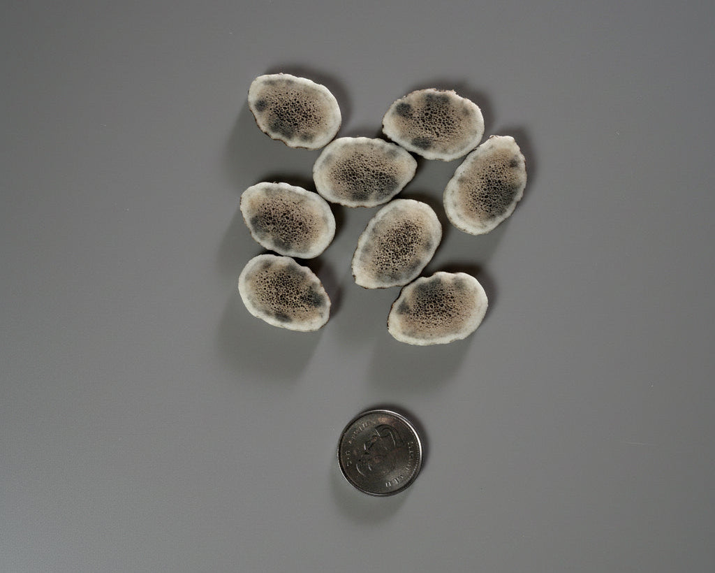 elk antler slice on  gray background