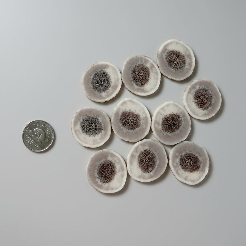 Elk antler slices on a gray background