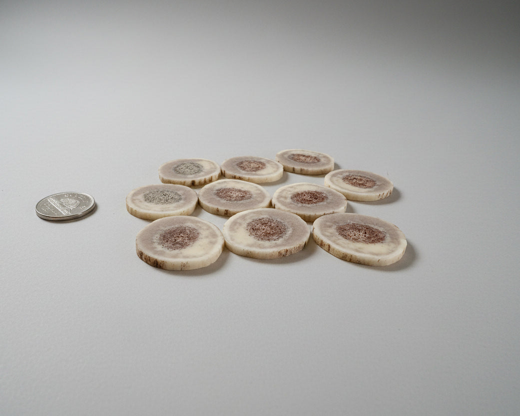 Side view of elk antler slices on a gray background