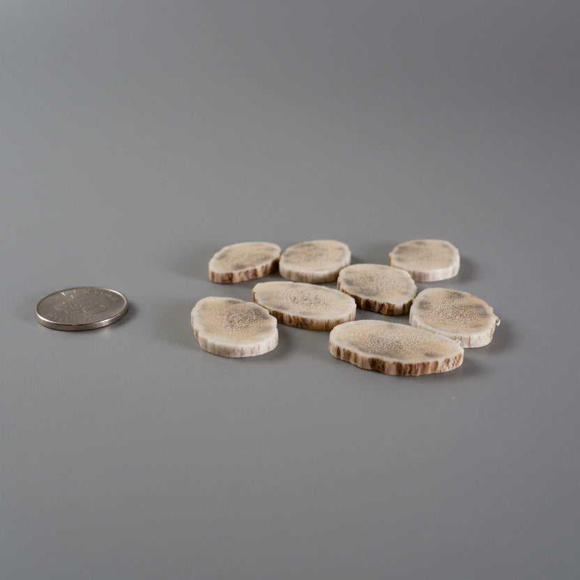 side view of elk antler slices on a gray background