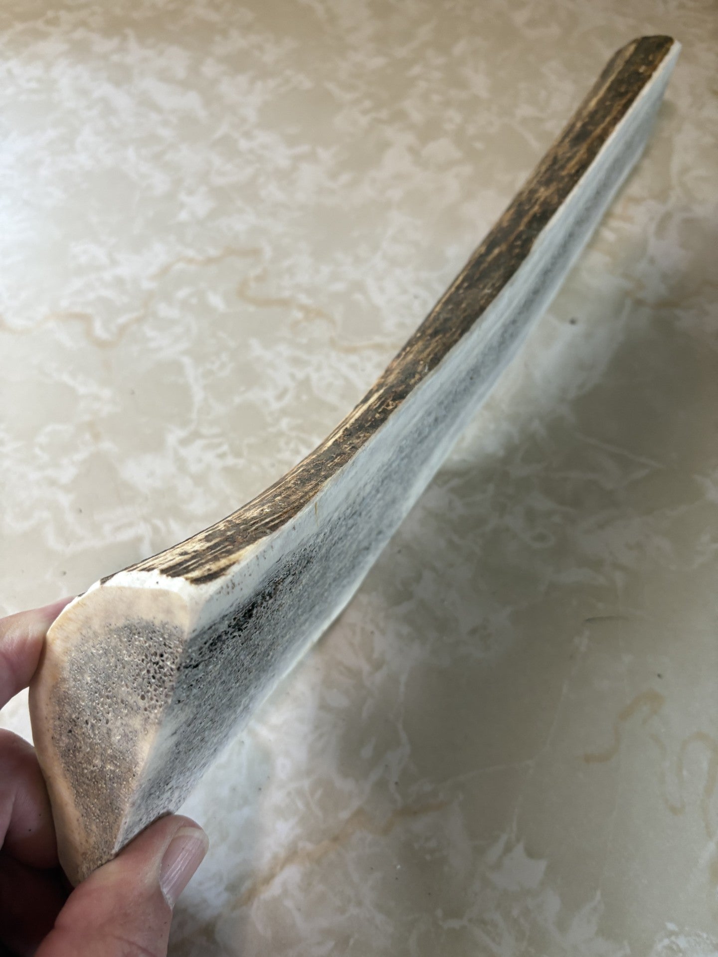 Elk Antler Dog Chew - Natural Shed Elk Antler for Medium and Large Dogs