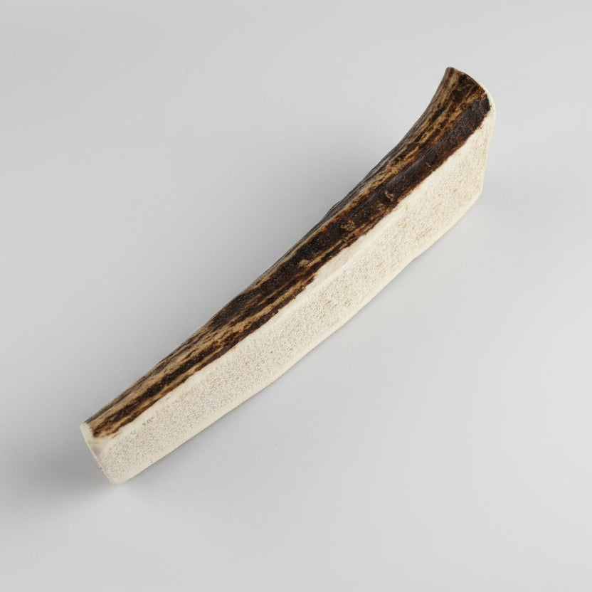 Elk antler dog chew on a gray background