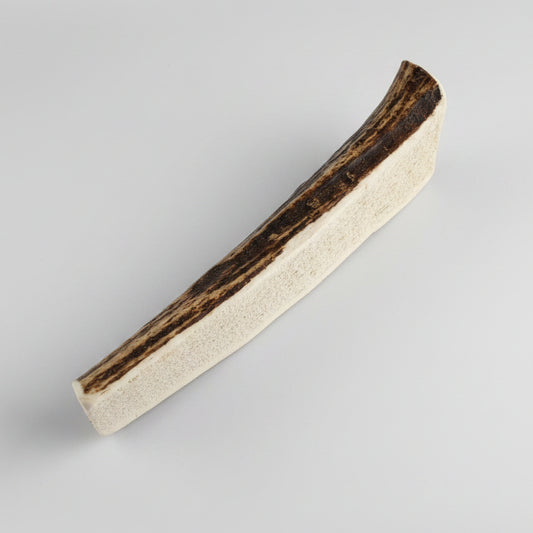 Elk antler dog chew on a gray background