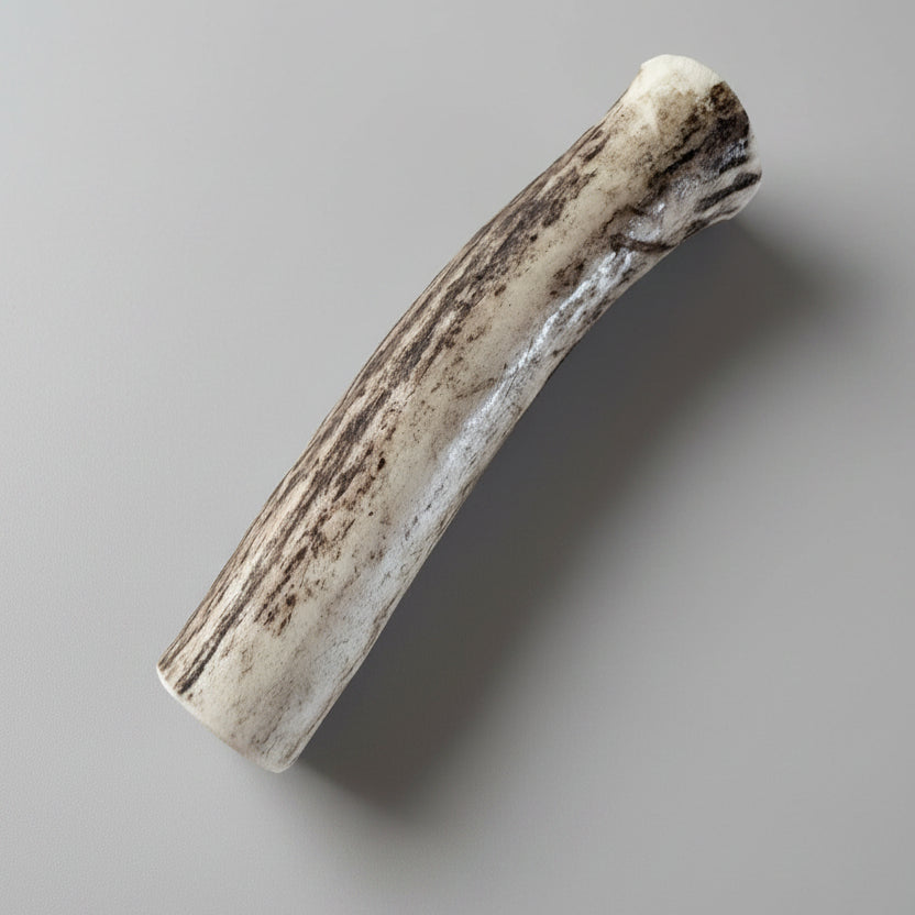 deer antler dog chew on a gray background
